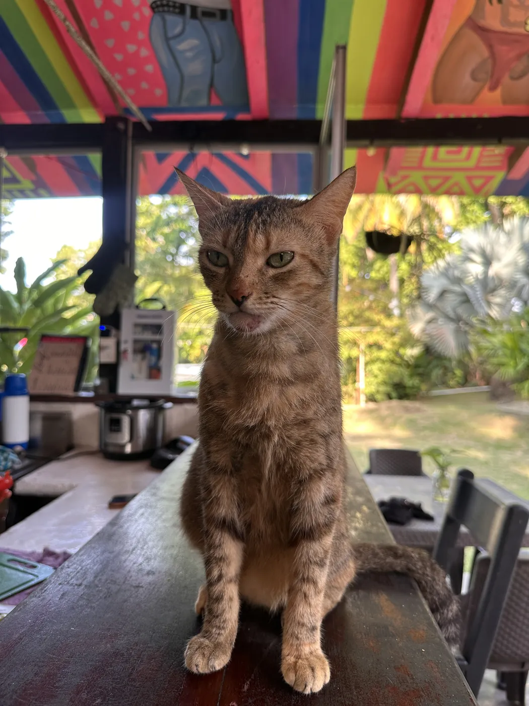 gato marron melo hostel capurgana res