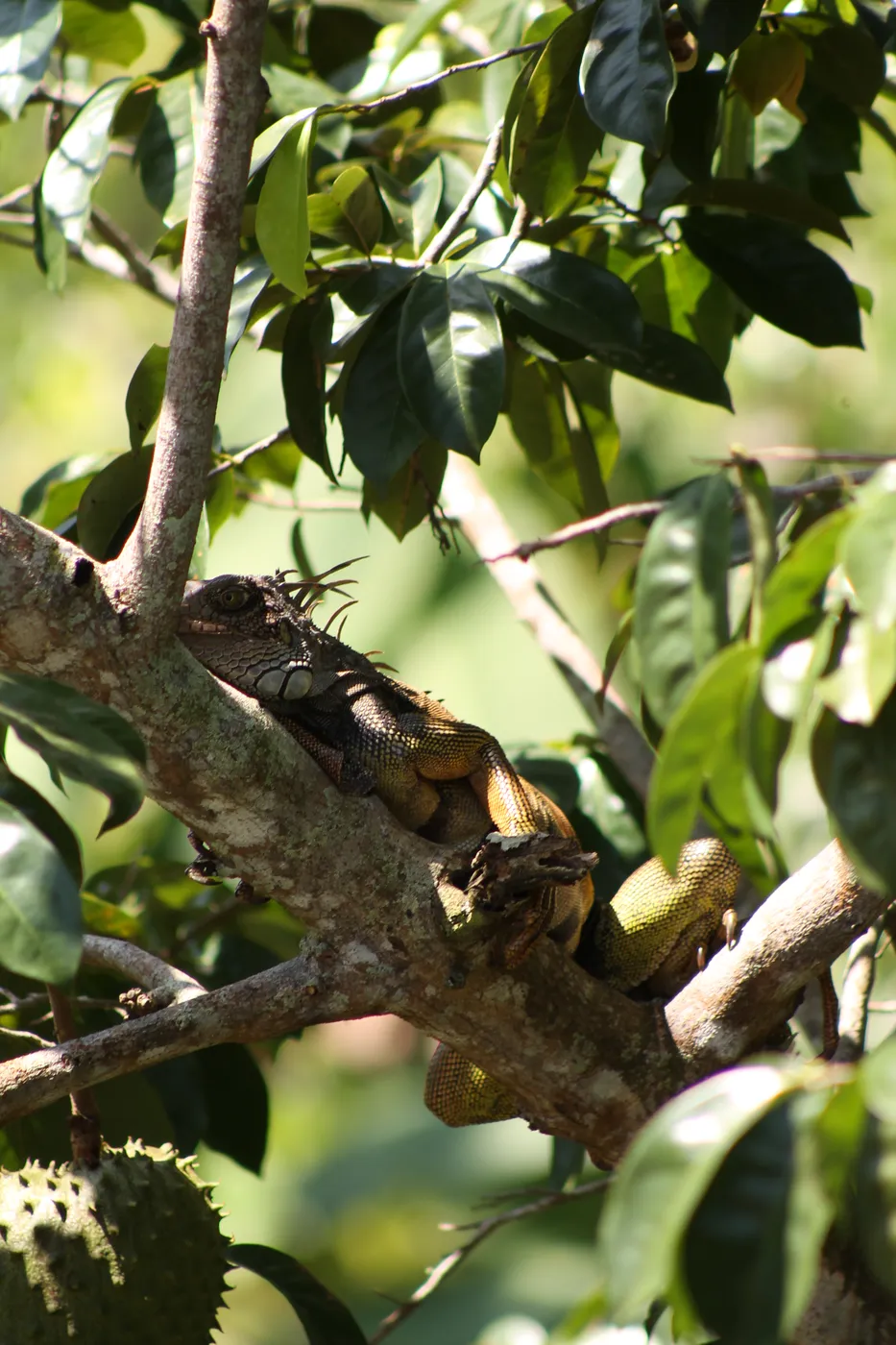iguana en arbol melo hostel capurgana res
