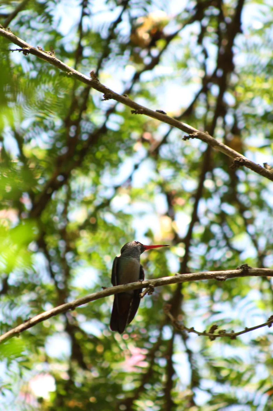 pajaro en arbol melo hostel capurgana res
