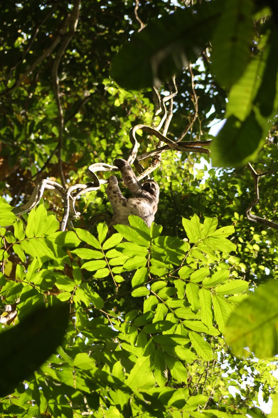 ranura en arbol melo hostel capurgana res